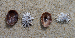 Siphonaria australis