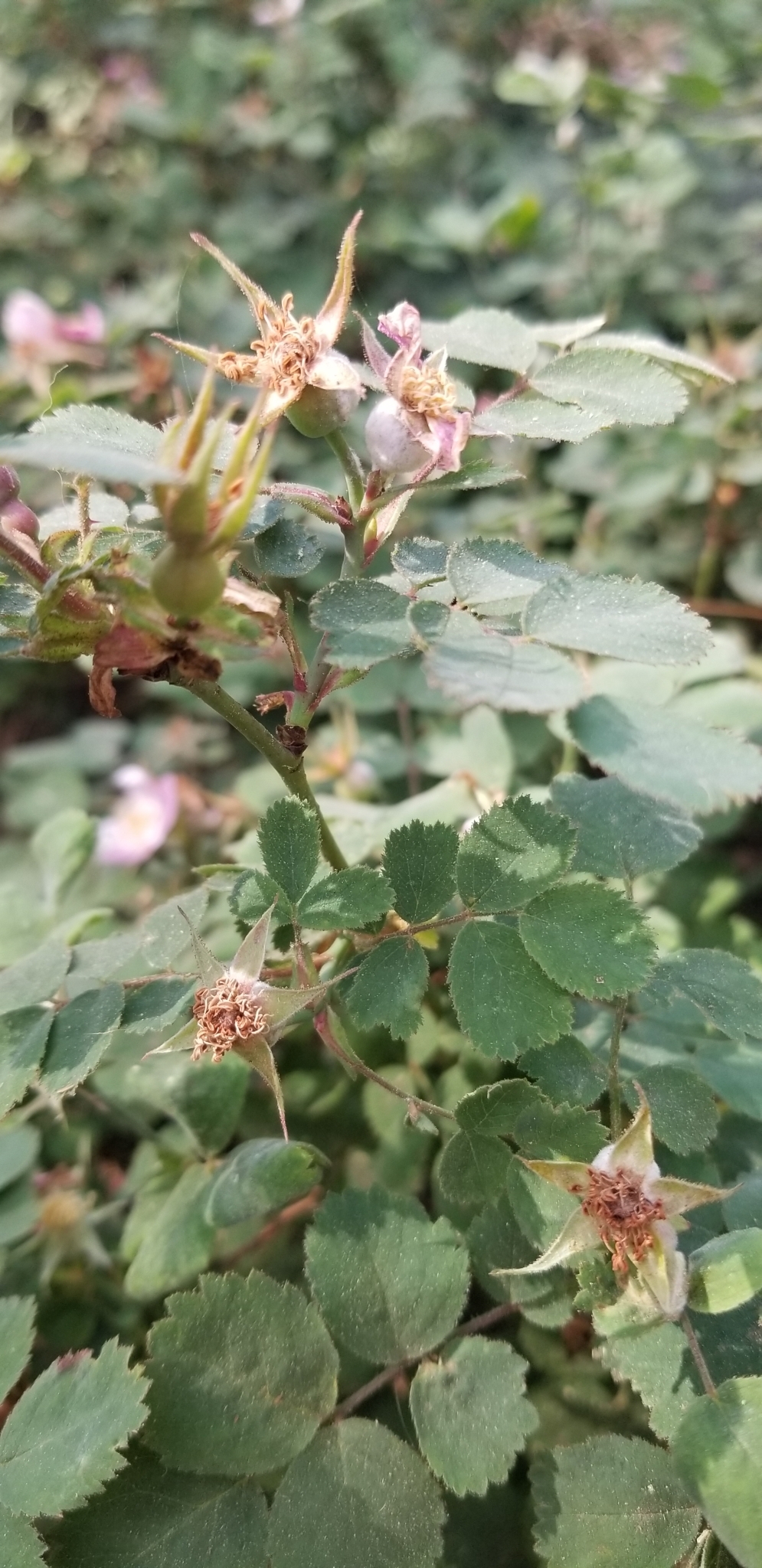 Imagem de Rosa-do-mato