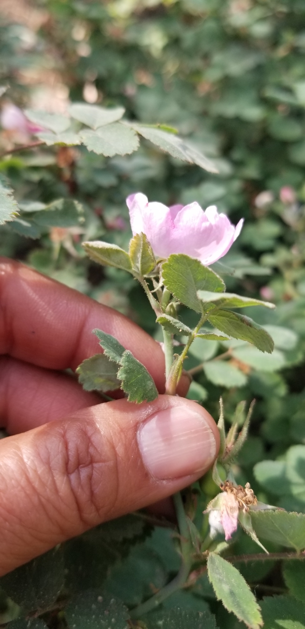 Imagem de Rosa-do-mato
