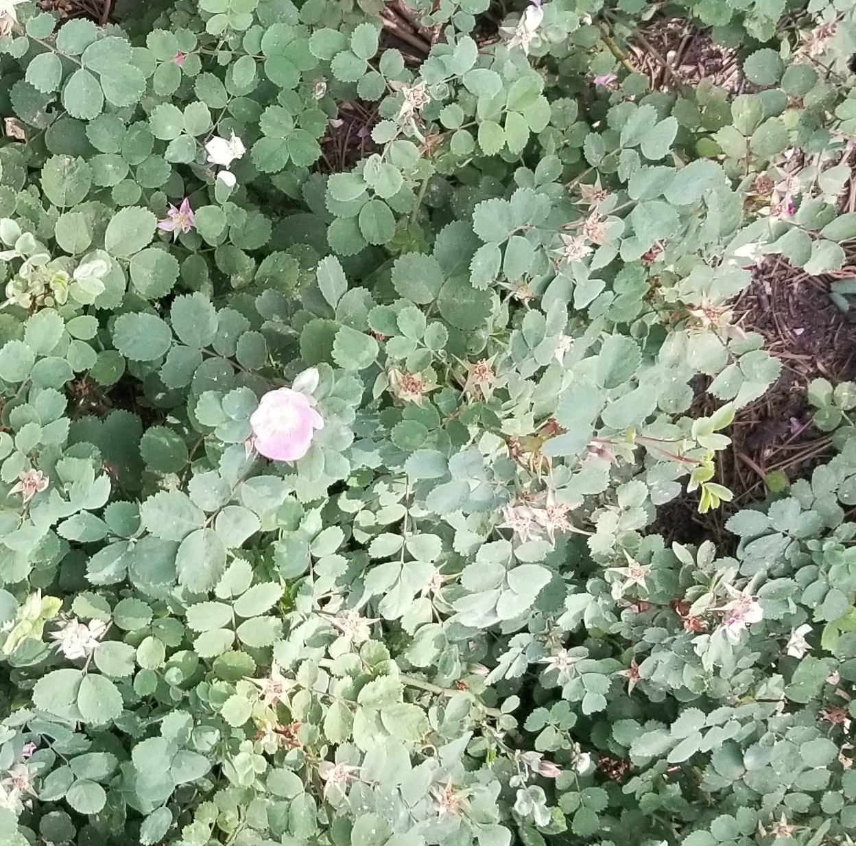 Imagem de Rosa-do-mato