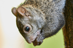 Sciurus yucatanensis