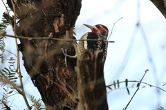 Sphyrapicus ruber × nuchalis