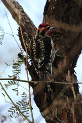 Sphyrapicus ruber × nuchalis
