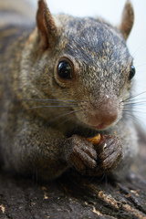 Sciurus yucatanensis