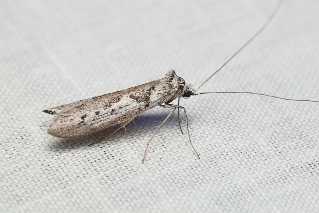 Ceromitia inaequalis