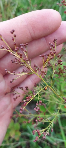 Leggett's Pinweed (Lechea pulchella)