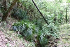Freycinetia