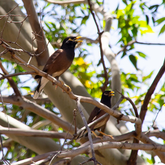 Acridotheres tristis