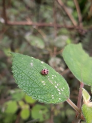 Epilachna maculicollis