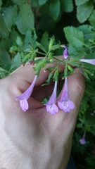 Clinopodium grandiflorum