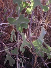 Passiflora pentaschista