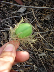 Passiflora pentaschista