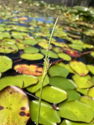 Swaying bulrush (Schoenoplectus subterminalis)