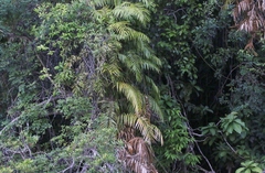 Calamus moti