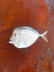 Pacific Moonfish photo 2