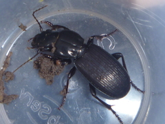 Holcaspis intermittens