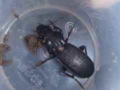 Holcaspis intermittens