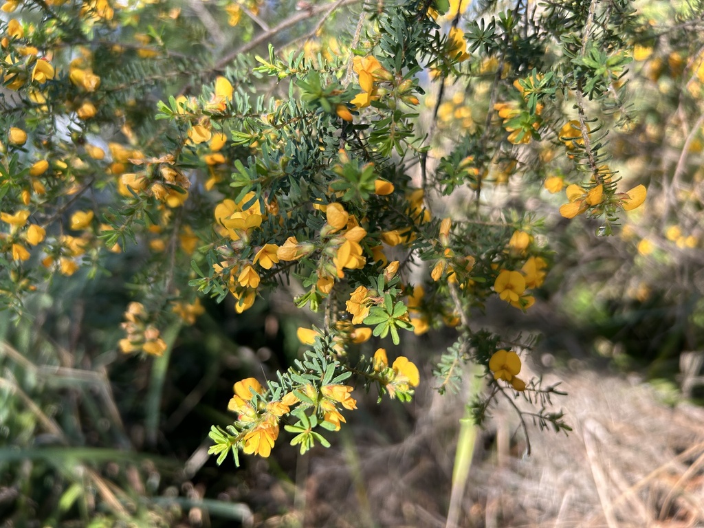 Hairy Bush Pea From Bronze Wing Cct Peregian Springs Qld Au On