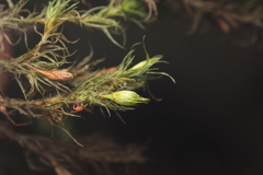 Orthotrichum papillosum