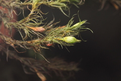Orthotrichum papillosum