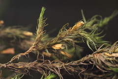 Orthotrichum papillosum