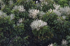 Buckinghamia celsissima