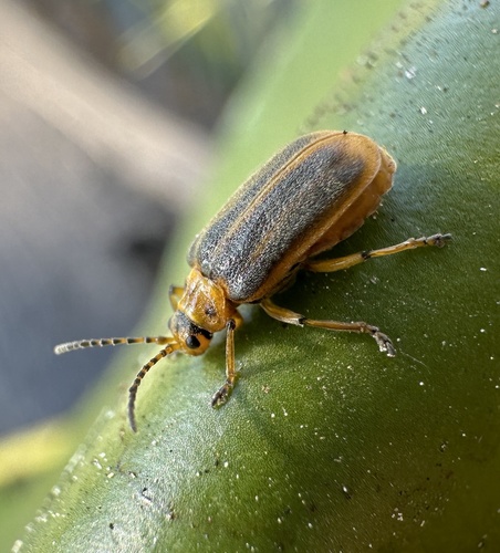 Water-lily Leaf Beetle