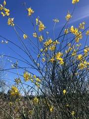 Spartium junceum