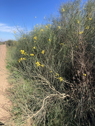 Spartium junceum