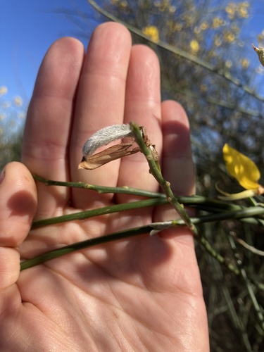 Spartium junceum