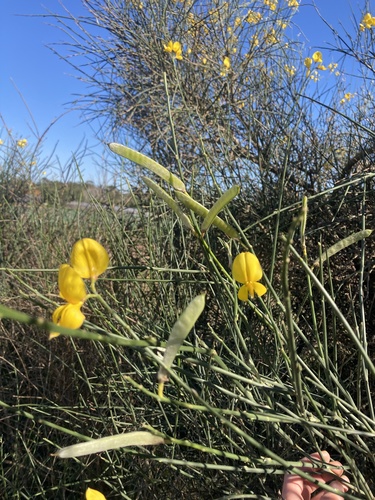 Spartium junceum