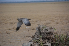 Melierax poliopterus