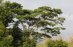 Homalanthus populifolius