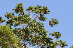 Dysoxylum