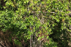 Syzygium tierneyanum