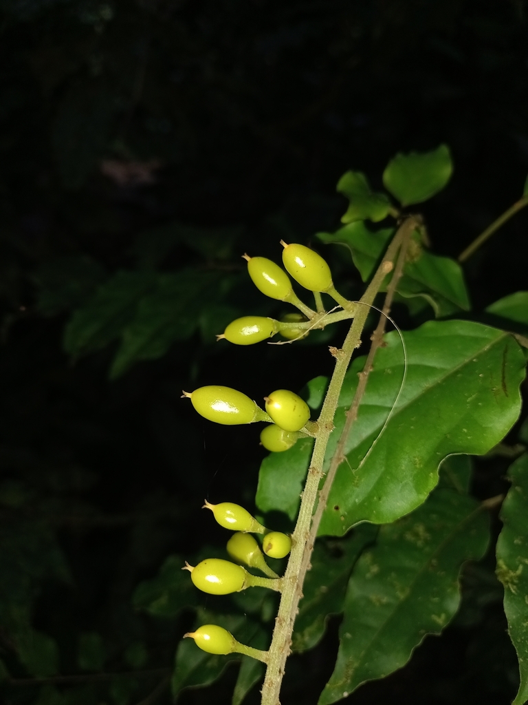 Picramnia spruceana