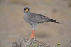 Melierax poliopterus