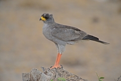 Melierax poliopterus