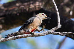 Melanerpes aurifrons