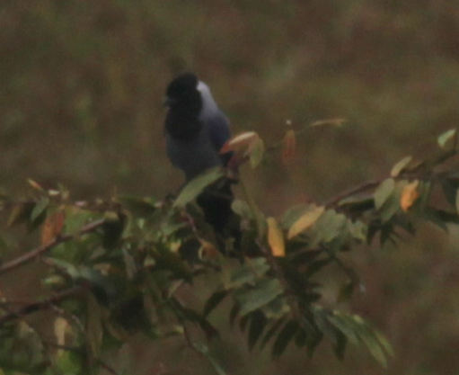 Violaceous Jay