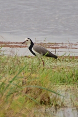 Vanellus crassirostris