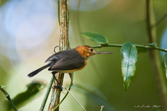 Ramphocaenus melanurus