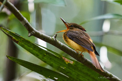 Onychorhynchus coronatus