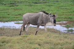 Connochaetes taurinus albojubatus