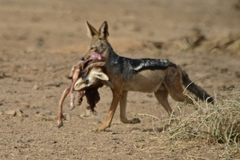 Lupulella mesomelas schmidti