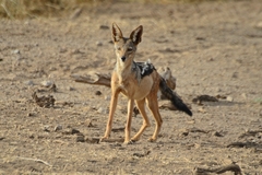 Lupulella mesomelas schmidti