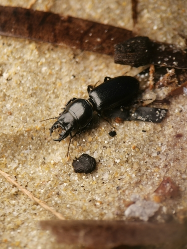 Scarites laevigatus