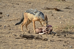 Lupulella mesomelas schmidti