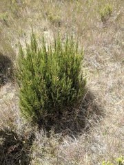 Dracophyllum acerosum