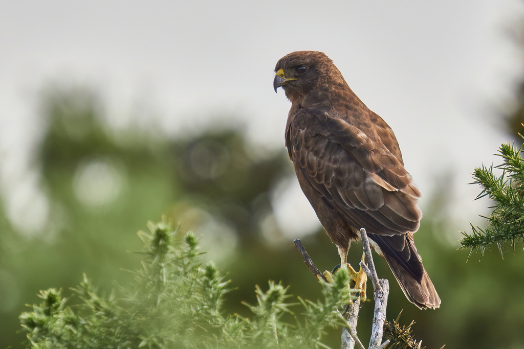 Hawaiian Hawk